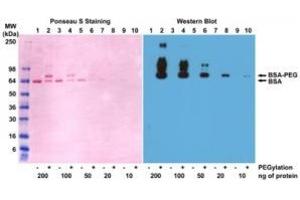 Western blot of BSA and PEGylated BSA (mPEG 5 kDa) using 0. (PEG 抗体  (methoxylated) (Biotin))