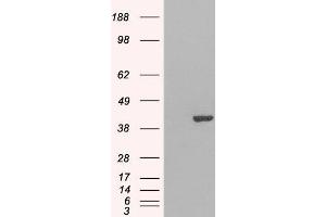 HEK293 overexpressing GRAP2 (ABIN5402754) and probed with ABIN184603 (mock transfection in first lane). (GRAP2 抗体  (C-Term))