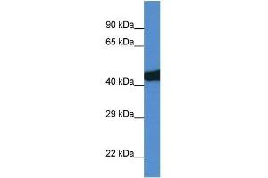 Western Blot showing Sec14l3 antibody used at a concentration of 1. (SEC14L3 抗体  (C-Term))