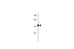 C2orf47 Antibody (C-term) (ABIN1881128 and ABIN2843380) western blot analysis in MCF-7 cell line lysates (35 μg/lane). (C2orf47 抗体  (C-Term))