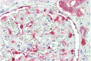 ABIN184714 (5µg/ml) staining of paraffin embedded Human Kidney.