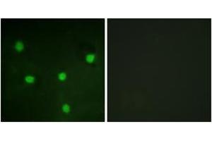 Immunofluorescence (IF) image for anti-Retinoblastoma-Like 1 (p107) (RBL1) (AA 335-384) antibody (ABIN2888775) (p107 抗体  (AA 335-384))