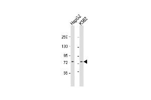 All lanes : Anti-GTPBP4 Antibody (C-Term) at 1:1000 dilution Lane 1: HepG2 whole cell lysate Lane 2: K562 whole cell lysate Lysates/proteins at 20 μg per lane. (GTPBP4 抗体  (AA 477-510))