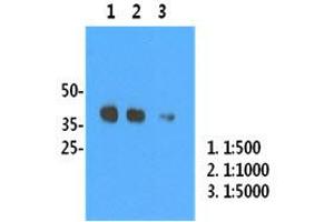 Image no. 3 for anti-Influenza A Virus H1N1 antibody  (AA 18-344) (ABIN1107746) (Influenza A Virus H1N1 抗体  (AA 18-344))