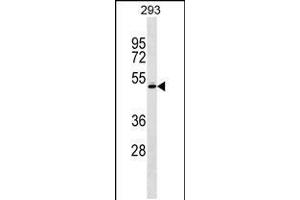 Western blot analysis in 293 cell line lysates (35ug/lane). (RCBTB1 抗体  (AA 350-377))