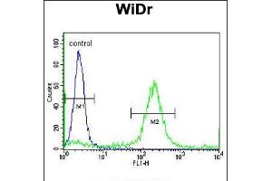 Flow cytometric analysis of WiDr cells (right histogram) compared to a negative control cell (left histogram). (ADAMDEC1 抗体  (N-Term))