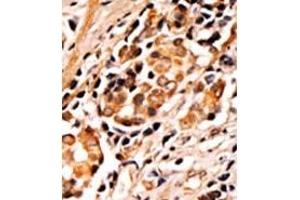 Image no. 2 for anti-BCL2-Associated Agonist of Cell Death (BAD) (pSer75) antibody (ABIN358086) (BAD 抗体  (pSer75))