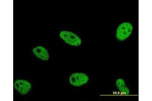 Image no. 1 for anti-Enhancer of Rudimentary Homolog (ERH) (AA 1-105) antibody (ABIN598672) (ERH 抗体  (AA 1-105))