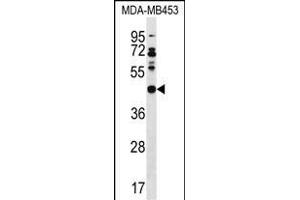 DNAJB5 Antibody (C-term) (ABIN1536898 and ABIN2850117) western blot analysis in MDA-M cell line lysates (35 μg/lane). (DNAJB5 抗体  (C-Term))