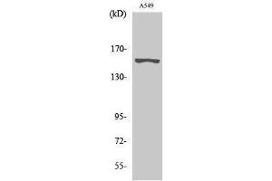 Western Blotting (WB) image for anti-G Protein-Coupled Receptor 116 (GPR116) (N-Term) antibody (ABIN3184840) (G Protein-Coupled Receptor 116 抗体  (N-Term))