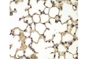 Immunohistochemistry of paraffin-embedded Mouse lung using IFRD1 Polyclonal Antibody at dilution of 1:100 (40x lens). (IFRD1 抗体)