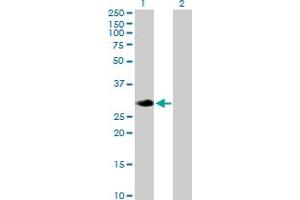 Western Blot analysis of RASL12 expression in transfected 293T cell line by RASL12 MaxPab polyclonal antibody. (RASL12 抗体  (AA 1-266))