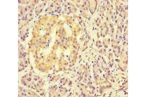 Immunohistochemistry of paraffin-embedded human pancreatic tissue using ABIN7158700 at dilution of 1:100 (KDM4C 抗体  (AA 450-600))