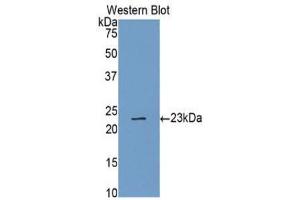 Western Blotting (WB) image for anti-Caspase 4, Apoptosis-Related Cysteine Peptidase (CASP4) (AA 78-265) antibody (ABIN1077913) (Caspase 4 抗体  (AA 78-265))
