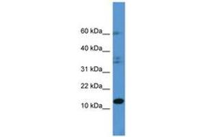 Image no. 1 for anti-Histidine Triad Nucleotide Binding Protein 2 (HINT2) (C-Term) antibody (ABIN6746789) (HINT2 抗体  (C-Term))