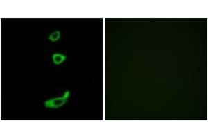 Immunofluorescence (IF) image for anti-Corticotropin Releasing Hormone Receptor 1 (CRHR1) (AA 75-124) antibody (ABIN2890760) (CRHR1 抗体  (AA 75-124))