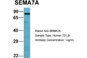 Host: Rabbit Target Name: SEMA7A Sample Type: 721_B Antibody Dilution: 1. (SEMA7A 抗体  (C-Term))