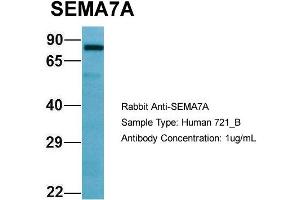 Western Blotting (WB) image for anti-Semaphorin 7A, GPI Membrane Anchor (John Milton Hagen Blood Group) (SEMA7A) (C-Term) antibody (ABIN2789816)