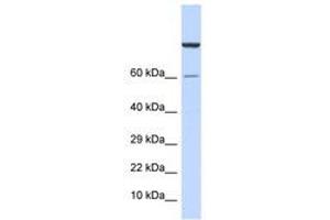 Image no. 1 for anti-Zinc Finger Protein 251 (ZNF251) (AA 91-140) antibody (ABIN6740522) (ZNF251 抗体  (AA 91-140))