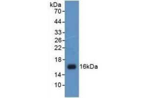 Detection of Recombinant H4, Human using Polyclonal Antibody to Histone H4 (H4) (Histone H4 抗体  (AA 2-103))