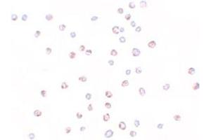 Immunocytochemical staining of HeLa cells with KPNA3 polyclonal antibody  at 10 ug/mL. (KPNA3 抗体  (C-Term))