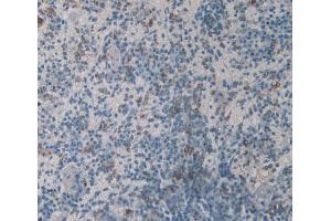 IHC-P analysis of Mouse Spleen Tissue, with DAB staining. (HLA-DRB1 抗体  (AA 27-264))