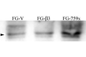 FG Pancreatic Carcinoma Cell Lines stably expressing vector along (FG-V) the b3 integrin subunit (FG-b3) or a b3 truncation mutant (FG-759x). (Src 抗体  (pTyr215))