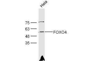 HeLa lysates probed with Rabbit Anti-FOXO4 Polyclonal Antibody, Unconjugated  at 1:300 overnight at 4˚C. (FOXO4 抗体)