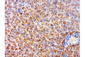 Paraformaldehyde-fixed, paraffin embedded mouse liver, Antigen retrieval by boiling in sodium citrate buffer (pH6) for 15min, Block endogenous peroxidase by 3% hydrogen peroxide for 30 minutes, Blocking buffer (normal goat serum) at 37°C for 20min, Antibody incubation with GPR126 Polyclonal Antibody, Unconjugated  at 1:600 overnight at 4°C, followed by a conjugated secondary and DAB staining. (G Protein-Coupled Receptor 126 抗体  (AA 741-850))