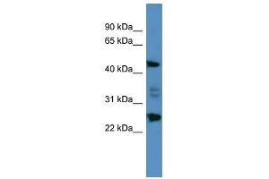 OSGIN2 antibody used at 0.