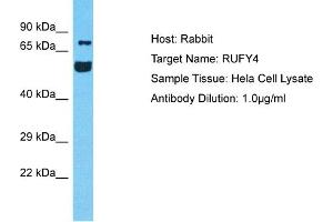 Host: Rabbit Target Name: RUFY4 Sample Tissue: Human Hela Whole Cell Antibody Dilution: 1ug/ml (RUFY4 抗体  (C-Term))