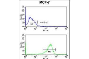 Flow cytometry analysis of MCF-7 cells (bottom histogram) compared to a negative control cell (top histogram). (SELT 抗体  (N-Term))