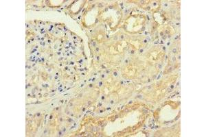 Immunohistochemistry of paraffin-embedded human kidney tissue using ABIN7167666 at dilution of 1:100 (C4orf46 抗体  (AA 1-113))