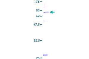MRPS30 Protein (AA 1-439) (GST tag)