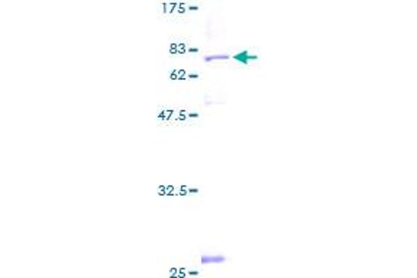 MRPS30 Protein (AA 1-439) (GST tag)