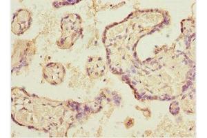 Immunohistochemistry (IHC) image for anti-E74-Like Factor 2 (Ets Domain Transcription Factor) (ELF2) (AA 1-140) antibody (ABIN7152088)
