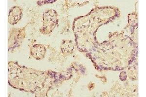 Immunohistochemistry of paraffin-embedded human placenta tissue using ABIN7152088 at dilution of 1:100 (ELF2 抗体  (AA 1-140))