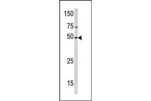 Western blot analysis of anti-PXK Pab ((ABIN391005 and ABIN2850547)) in Hela cell line lysate (35 μg/lane). (PXK 抗体  (AA 221-251))