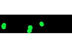Anti-TAL1 mouse monoclonal antibody (ABIN2455289) immunofluorescent staining of COS7 cells transiently transfected by pCMV6-ENTRY TAL1 (RC222628). (TAL1 抗体)