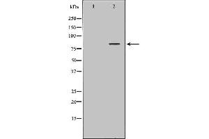 Western blot analysis of Hela whole cell lysates, using SLC3A1 Antibody. (SLC3A1 抗体  (C-Term))
