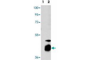 Western blot analysis of DUSP7 (arrow) using DUSP7 polyclonal antibody . (DUSP7 抗体  (N-Term))