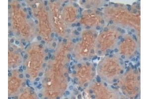 Immunohistochemistry (IHC) image for anti-Kininogen 1 (KNG1) (AA 214-475) antibody (ABIN7438868)