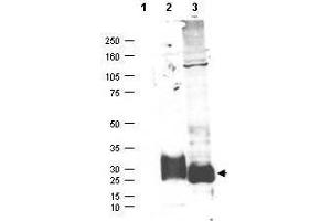 Western blot using  affinity purified anti-MAGP-2 antibody shows detection (arrowhead) of secreted MAGP-2 (lane 2) and MAGP-2 present in a MAGP-2 transfected HEK293 lysate (lane 3). (MFAP5 抗体)