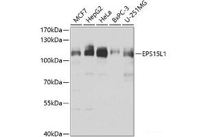 Western blot analysis of extracts of various cell lines using EPS15L1 Polyclonal Antibody at dilution of 1:1000. (EPS15L1 抗体)