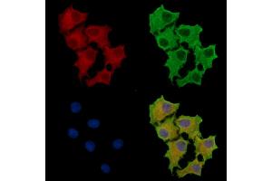 ABIN7095677 and ABIN7099739 staining HepG2 cells by IF/ICC. (PLA2G10 抗体)