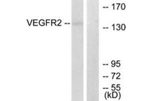 Western blot analysis of extracts from 293 cells, treated with LPS 100ng/ml 30', using VEGFR2 (Ab-1214) Antibody. (VEGFR2/CD309 抗体  (AA 1180-1229))