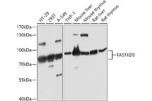Western blot analysis of extracts of various cell lines, using F antibody (ABIN7267144) at 1:1000 dilution. (FASTKD5 抗体  (AA 495-764))