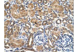 Image no. 1 for anti-serine/threonine Kinase 3 (STK3) (AA 351-400) antibody (ABIN321500) (STK3 抗体  (AA 351-400))