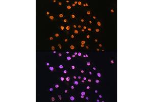 Immunofluorescence (IF) image for anti-Nuclear Receptor Subfamily 2, Group F, Member 2 (NR2F2) (AA 1-100) antibody (ABIN6144820)