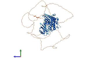 Protein Structure (PS) image for MAP/microtubule Affinity-Regulating Kinase 1 (MARK1) (AA 1-795) protein (His tag) (ABIN7554489)